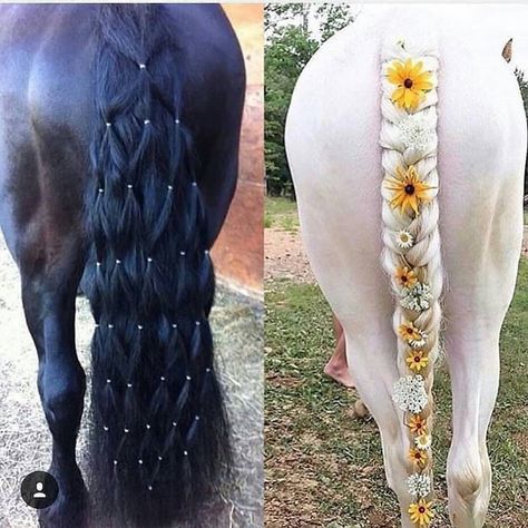 Equestrian Hairstyles, Horse Mane Braids, Horse Hair Braiding, Egyptian Arabian Horses, Horse Quotes Funny, Horse Braiding, Horse Mane, Horse Costumes, Horse Diy