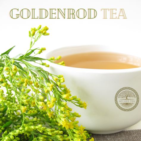 Goldenrod is not a well-known tea, but it is a great tea to support your overall health. This tea is made from a yellow wildflower and is added in small doses to many tea blends. Many people have been drinking it mixed in with other teas and have not realised it. The herb used to make Goldenrod tea is called Solidago, and its name actually means to “make whole or heal”. This is a traditional medicinal herb used in many types of healing before the advent of more modern medicines. The European var Golden Rod Tea, Goldenrod Tea Recipe, Golden Rod Benefits, Goldenrod Benefits, Goldenrod Uses, Goldenrod Plant, Canada Goldenrod, Mountain Medicine, Tincture Recipes