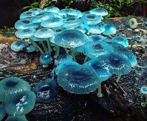 ScienceAlert on Instagram: “Wow! These eerie blue looking mushrooms commonly known as pixie's parasol (Mycena interrupta), were found in Australia's Tarra Bulga…” Blue Fairytale Mushrooms, Cool Looking Mushrooms, Dnd Plants, Mushroom Products, Caduceus Tattoo, Blue Mushrooms, Blue Mushroom, Mushroom Plant, Mushroom Pictures