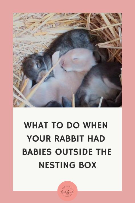 What To Do When Your Rabbit Had Babies Outside The Nesting Box Rabbit Nesting Box Diy, Bunny Coop, Rabbit Nesting Box, Nesting Boxes Diy, Rabbit Nest, Outdoor Rabbit Hutch, Raising Rabbits, Homesteading Skills, Rabbit Care