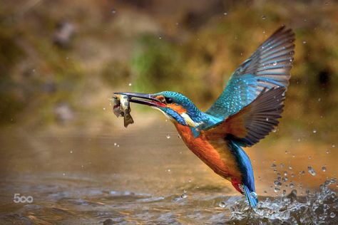 Burung Raja Udang, Animal Close Up, King Fisher, Common Kingfisher, Underwater Images, Kingfisher Bird, Kinds Of Birds, Foto Tips, Morning Pictures