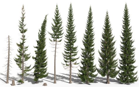 ArtStation - Norway spruce 3D tree engine (Picea abies), Frédéric Bec Norway Spruce Tree, Picea Abies, Norway Spruce, 3d Tree, Spruce Tree, Paisley Art, Of Model, The Wind, Norway