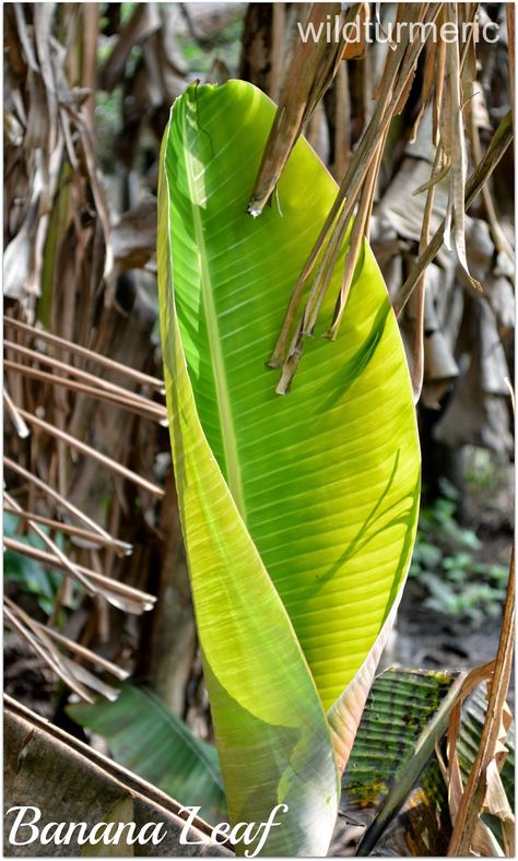 6 Amazing medicinal uses, health benefits, uses of banana leaves for body wrap, sprains, burn wounds, cooking, pooja, decoration & packing Leaf Health, Herbal Leaves, African Herbs, Mango Benefits, Banana Leaf Art, Banana Health Benefits, Banana Uses, Health Cooking, Plantain Leaves