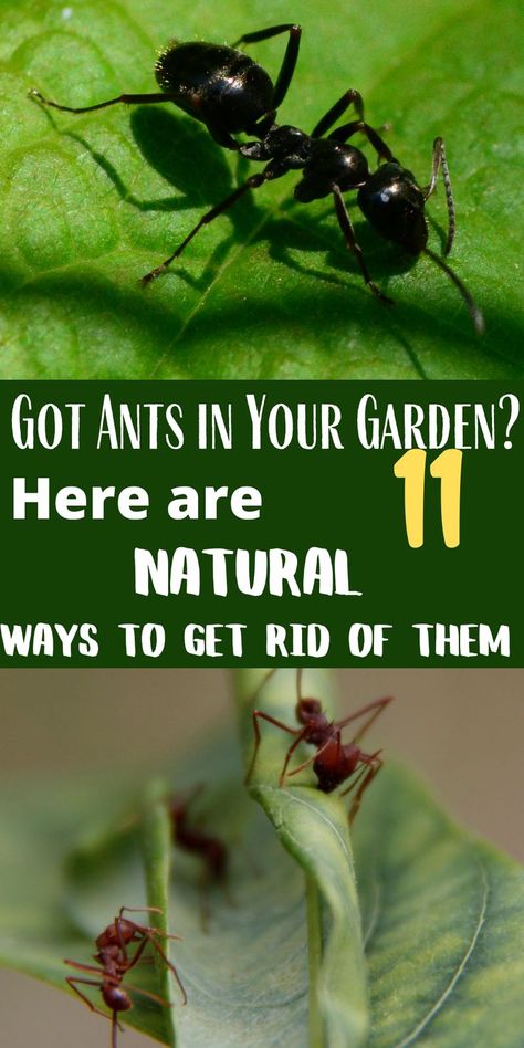 Kill Ants In Garden, Get Rid Of Ants In Garden, Ants In Garden Bed How To Get Rid, How To Get Rid Of Ants In The Garden, Plants That Repel Ants, Shrubs Landscaping, Ants In Garden, Ant Repellent, Raised Gardens