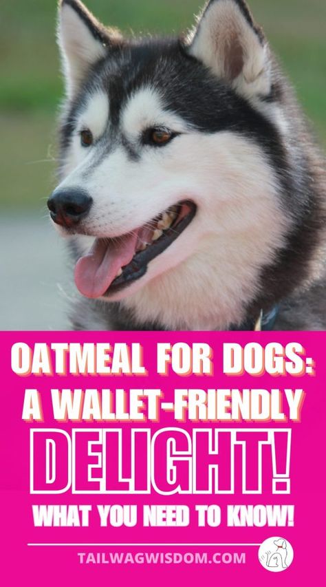 Oatmeal For Dogs, Benefits Of Oats, Benefits Of Oatmeal, Human Food For Dogs, Raw Oats, Homemade Oatmeal, Stomach Issues, Sick Dog, Pet Vet