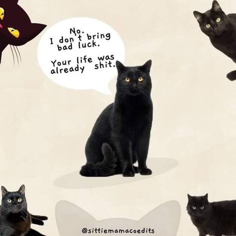 Black Cat Drawing, Black Cat Aesthetic, Fox Images, Cute Cat Wallpaper, Funny Animal Jokes, Bad Luck, Cat Quotes, Cat Person, Cat Aesthetic