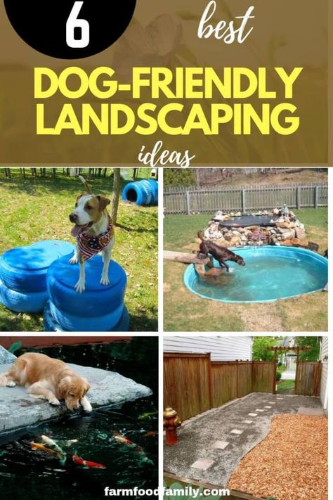 Has your landscape gone to the dogs--literally? Backyard landscaping for dogs will solve that problem. There are a couple of things to keep in mind when purchasing plants and features for the backyard #landscapingideas #backyardideas #gardendesign #farmfoodfamily #dogfriendly Backyard Ideas For Dogs, Dog Friendly Garden, Dog Friendly Backyard, Dog Backyard, Ideas For Dogs, Dog Yard, Dog Playground, Dog Area, Things To Keep In Mind