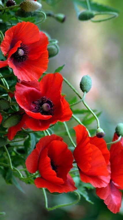 Best Edibles, Edible Flowers, Poppy Flower, Flowers Nature, Beautiful Blooms, Flower Photos, Red Poppies, Flower Pictures, Love Flowers