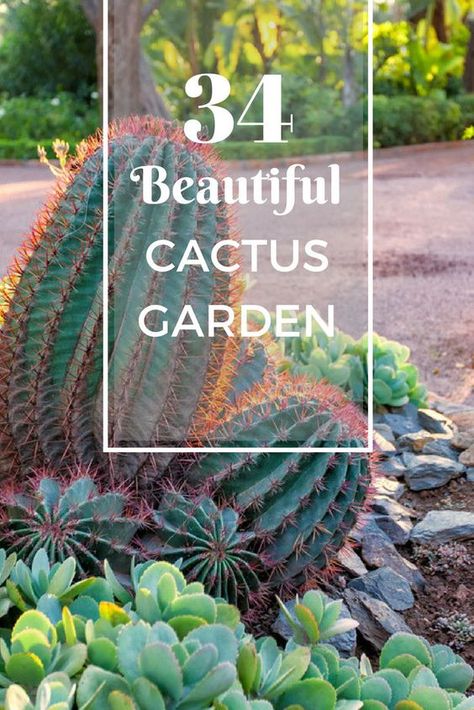 34 Sharp Cactus Garden Ideas Backyard Cactus Landscape, Tall Cactus Outdoor, Different Types Of Cactus Plants, Small Cactus Garden Outdoor, Potted Cactus Outdoor, Catus Landscaping Garden, Southwest Garden Ideas, Cactus Flower Bed, Cactus Planter Ideas