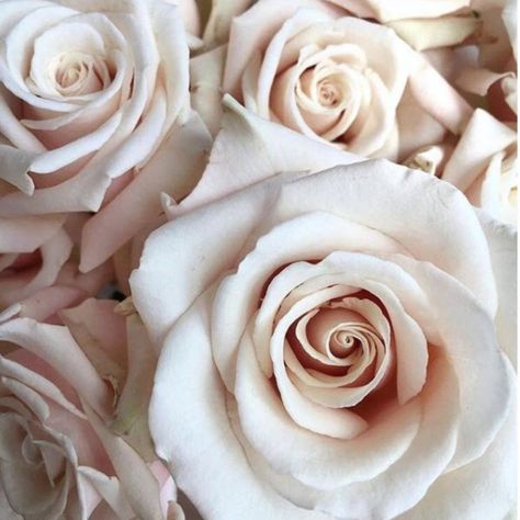 Faith Rose, Sahara Rose, Sunset Fashion, Standard Roses, Designer Photography, Wedding Flower Packages, Photography Hair, Hybrid Tea Roses, Flower Packaging