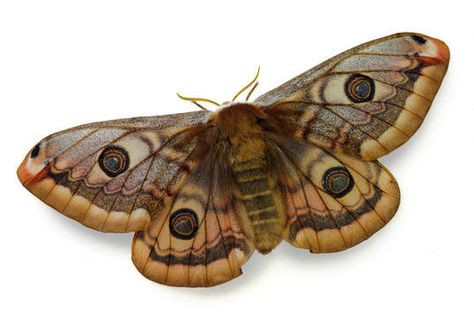 Brown Moth Tattoo, Moth Character, Paint Vibes, Moth Images, Brown Moth, Types Of Bugs, Egg Ideas, Types Of Insects, Flea Prevention