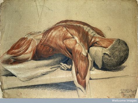 L0020561 An écorché figure (life-size), lying prone on a table | Flickr - Photo Sharing! Wellcome Collection, Human Anatomy Art, Anatomy Study, Wall Drawing, Anatomy Drawing, Poses References, Medical Illustration, Anatomy Reference, Anatomy And Physiology