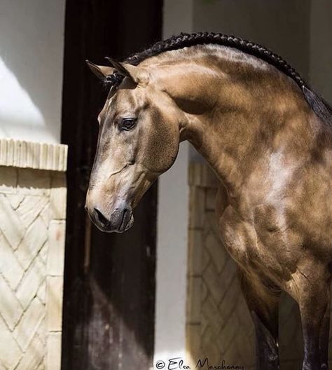 That neck😻🤤❤️ Lusitano Horse, Horse Inspiration, Andalusian Horse, Majestic Horse, All The Pretty Horses, Horse Crazy, Draft Horses, Equine Photography, Horse Photos