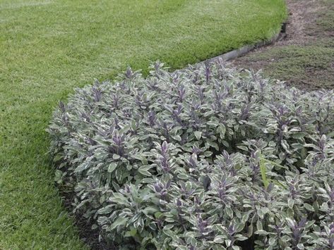 Salvia 'Tri Colour Sage' Plants For Full Sun, Edging Plants, Salvia Officinalis, Best Edibles, Potato Vines, Full Sun Plants, Tri Colour, Ground Cover Plants, Pink Leaves