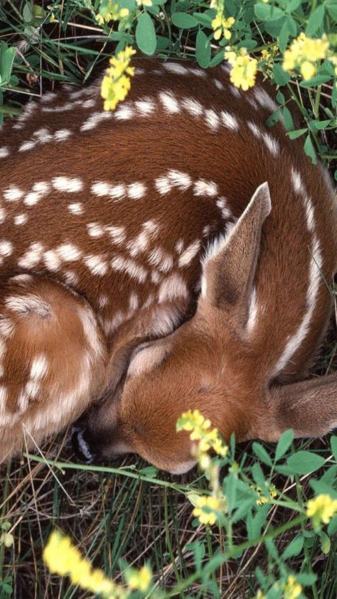 Long Eared Jerboa, Fawn Wallpaper, Deer Wallpaper, Most Beautiful Animals, Whitetail Deer, African Elephant, Baby Deer, Wild Life, Home A