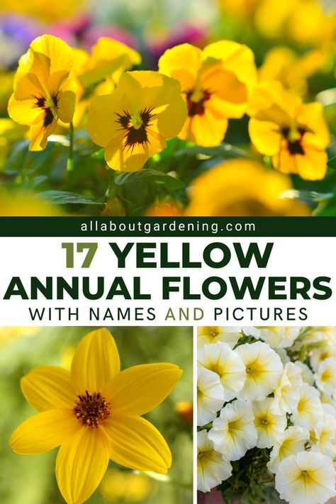 Yellow Flowers For Planters, Annual Flower Beds, Flower Planting Guide, Patio Flower Pots, Shade Annuals, Full Sun Annuals, Front Porch Plants, Flowers To Plant, Small Yellow Flowers