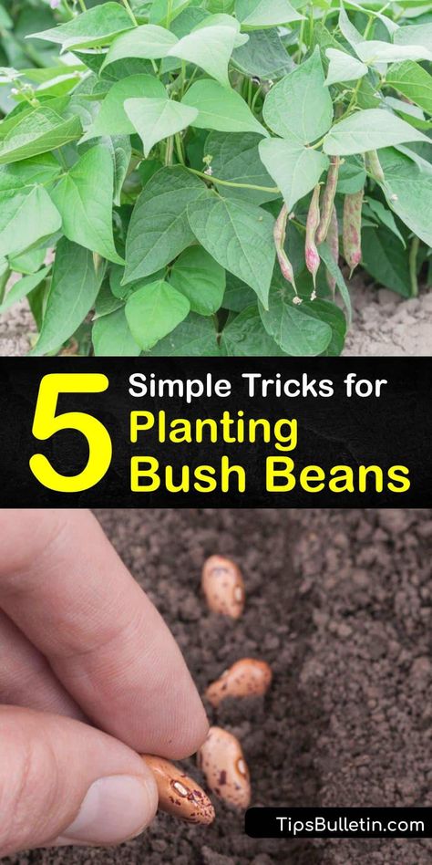 Growing Green Beans From Seeds, Green Beans Planting Growing, Beans Garden Ideas, How To Grow Beans In Garden, Growing Bush Beans In Containers, Bush Bean Companion Plants, Planting Beans In Garden, Blue Lake Bush Beans Growing, Planting Green Beans From Seeds