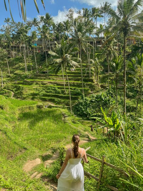 bali rice field Rice Field Bali, Rice Field Photoshoot, Bali Rice Fields, Bali Photoshoot, Rice Field, Rice Fields, Rice Terraces, Gap Year, Instagram Story