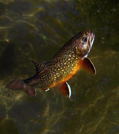 Brook Trout Photography, Trout Aesthetic, Trout Photography, Fishing Aesthetic, Trout Species, Woodcut Prints, Fishing Design, Fishing Art, Farm Pictures