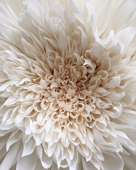 These brilliant blooms are slightly larger than the typical flowers one finds in their backyard. Tiffanie Turner is a San Francisco-based artist who combin White Flower, White Background, Texture, Flowers, White