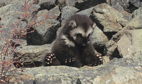 Baby Wolverine Wolverine Animal Aesthetic, Baby Wolverine, Wolverine Animal, Pretty Animals, Silly Animals, Animal Photo, Cute Little Animals, 귀여운 동물, Beautiful Creatures