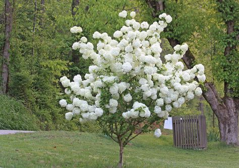 Bush Landscaping Ideas, Bush Landscaping, Snowball Bush, Snowball Tree, Trees Nursery, Snowball Viburnum, Sedum Plant, Growing Trees, Flowering Bushes