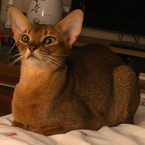 Abynissian Cat, Abbysinian Cat, All Cat Breeds, Wcue Morph, Cat Faces, Abyssinian Cat, Abyssinian Cats, Animal Drawing, British Soldier