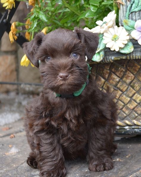 Miniature Schnauzer Black, Miniature Schnauzer Puppy, Mini Schnauzer Puppies, Schnauzer Puppies, Miniature Schnauzer Puppies, Schnauzer Puppy, Popular Dog Breeds, Schnauzer Dogs, Mini Schnauzer