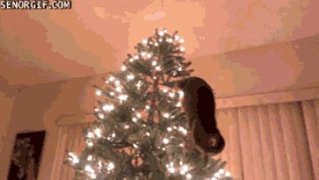 Literally Just 15 GIFs Of Christmas Trees Falling Over Christmas Tree Gif, Funny Christmas Tree, New Year Gif, Cat Christmas Tree, Oh Holy Night, Banner Gif, Christmas Gif, Christmas Banners, Autumn Trees