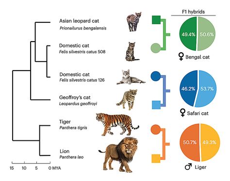 Cat Evolution, Wild Cat Species, Genome Sequencing, X Chromosome, Genetic Variation, Cat Species, Matter Science, Science Magazine, Biomedical Science