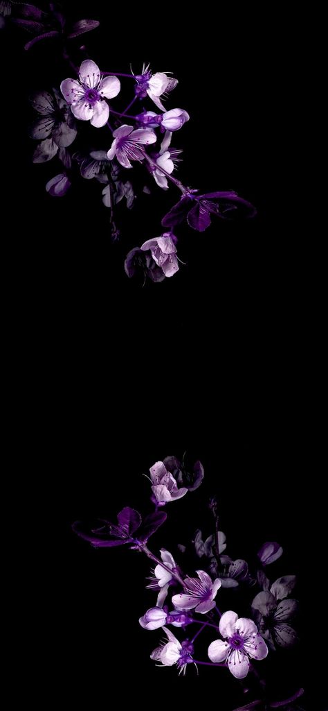 Dark Cherry Blossom Wallpaper, Cherry Blossom Wallpaper Aesthetic Anime, Cherry Blossom Japan Wallpaper Iphone, Purple Cherry Blossom Wallpaper, Cherry Blossom Dark Background, Dark Green Wallpaper, Scrapbook Art, Peace Art, Phone Screen