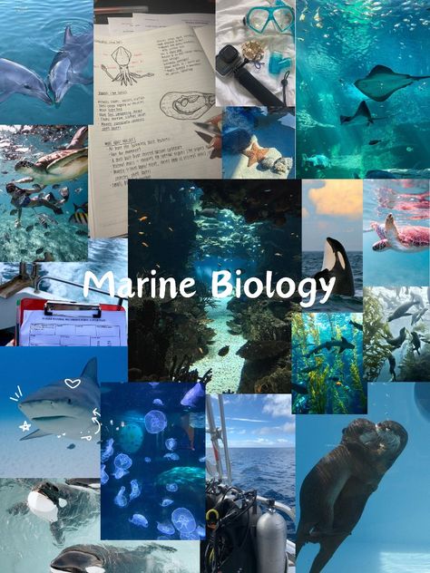 Marine Biology Wallpaper, Sea Biology, Oceanography Marine Biology, Wildlife Biologist, Biology Art, Biology Notes, Mermaid Aesthetic, Marine Biologist, Beautiful Sea Creatures