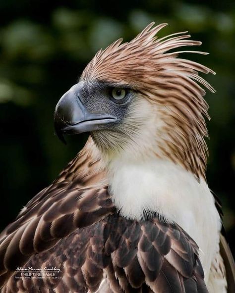 Philippines Eagles, Eagle Football, Football Eagles, Philippine Eagle, Aigle Royal, Harpy Eagle, Eagle Drawing, Eagle Images, Eagle Art