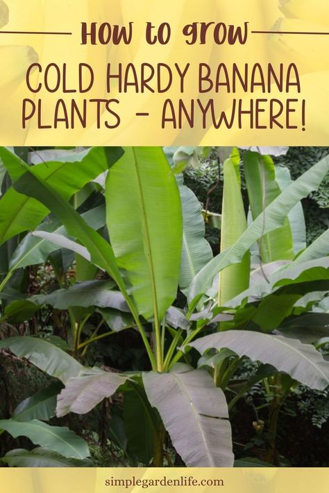 How To Grow Cold Hardy Banana Plants - Anywhere by simplegardenlife.com Hardy Banana Tree, Cold Hardy Banana Tree, Banana Leaf Plant Outdoor, Banana Plant Outdoor, Cold Hardy Tropical Plants, Banana Trees Landscape, Banana Plant Care, Musa Banana, Cold Hardy Palm Trees