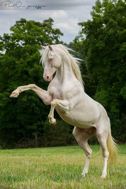 Cai Arabi, حصان عربي, Horse Standing, Horse Rearing, Regnul Animal, Cai Sălbatici, Rasy Koni, Horse Anatomy, Most Beautiful Horses