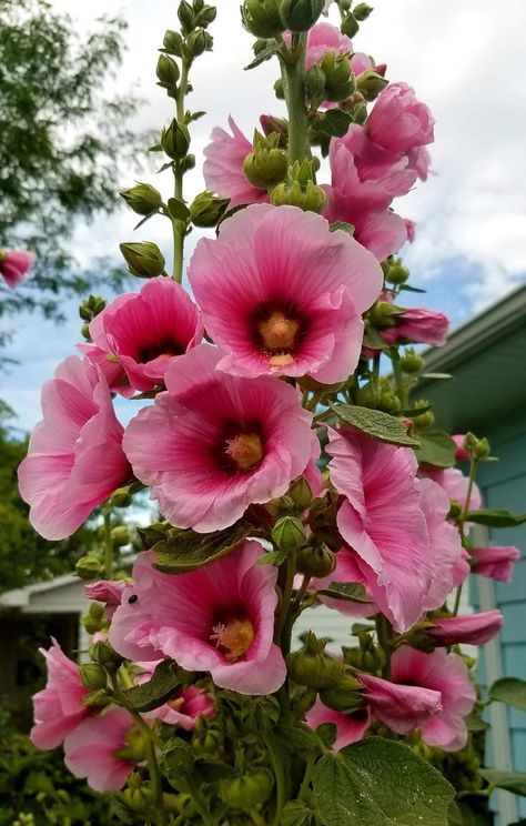 Growing Hollyhocks, Portulaca Flowers, Hollyhocks Flowers, Lucky Bamboo Plants, Sage Plant, Lucky Plant, Leafy Plants, Nothing But Flowers, Giant Flowers