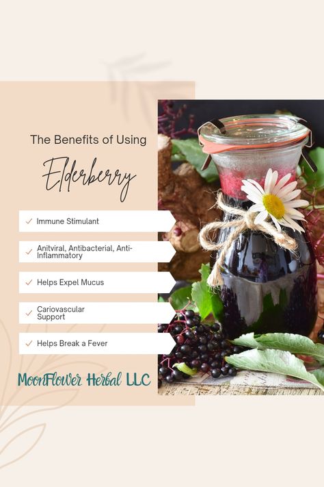 Elderberry Herbal Healing Focus On Today, Elderberry Benefits, Sambucus Nigra, Health Food Store, Herbal Healing, Culinary Herbs, Plant Identification, Moon Flower, Wild Berry