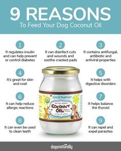 Lou Dog, Foods Dogs Can Eat, Coconut Oil For Dogs, Dog Remedies, Dog Health Tips, Oils For Dogs, Raw Dog Food Recipes, Dog Nutrition, Dog Diet