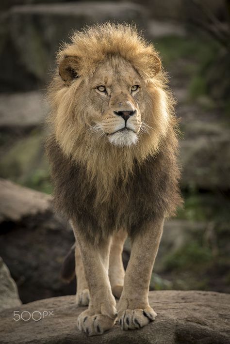 Lion Photography, Lions Photos, Lion Love, Lion King Art, Lion Images, African Lion, Lion Pictures, Majestic Animals, Airbrush Art