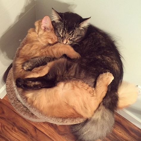 Meet Lili (grey) and Renley (ginger) - two adorable kittens that can't stop snuggling in their favorite spot - a bed perched on top of a cat condo. Cats Sleeping Together, Cuddle Bed, Cat Love Quotes, Cats Sleeping, Sleeping Together, Cat Reference, Cat Quotes Funny, Super Cat, Two Cats