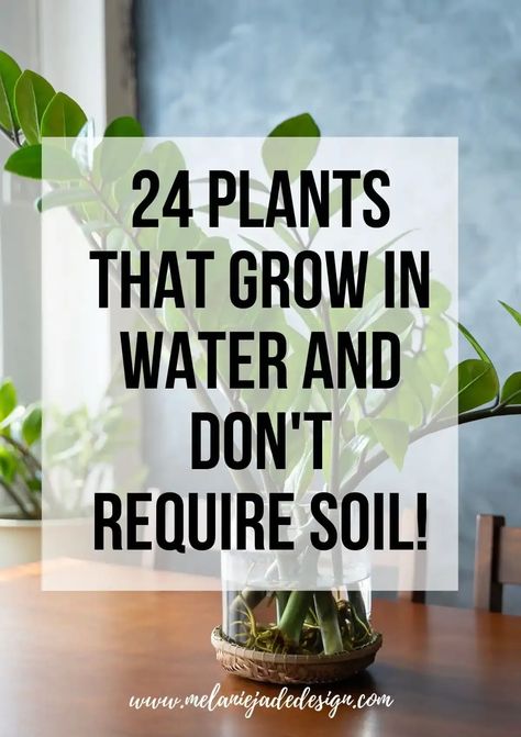 💧 Dive into the magical world of water-loving plants! Explore a curated list of plants that thrive submerged, from enchanting indoor water gardens to vibrant aquatic centerpieces. No soil? No problem! Discover how to cultivate a lush green space using just water and these amazing plants. 🌱🌊 #WaterGarden #AquaticPlants #NoSoilPlants #IndoorGardening #UniquePlantDecor 2024 Classroom, Water Plants Indoor, Plants Grown In Water, Water Garden Plants, Gorgeous Living Room, Jade Design, Indoor Water Garden, Gardening Vegetables, Household Plants