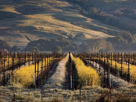 Anderson Valley Vineyards Wine Story, Travel Destinations Usa, Businesses Ideas, Country Sunset, Temecula Wineries, Sunset Pic, Napa Wine, Napa Valley Wine, Sonoma Valley