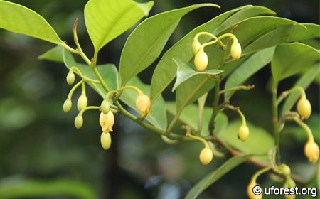 Myristica fragrans (Nutmeg) Nutmeg Tree, Short Trees, Myristica Fragrans, Singapore Botanic Gardens, Parts Of A Flower, Tropical Tree, Black Seed, Fruit Plants, Plant Species