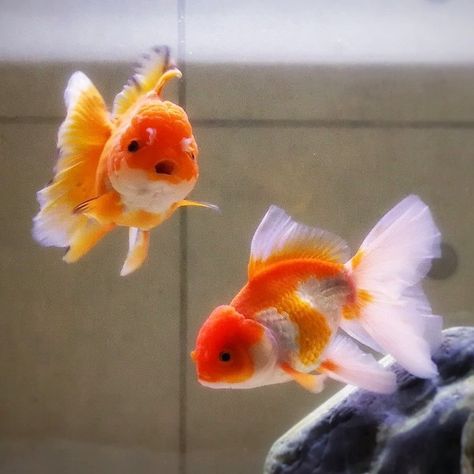 Goldfish Aesthetic, Pet Goldfish, Pretty Fish, Orange Fish, Orange Aesthetic, Pet Hacks, Animal Figures, Koi Fish, Sea Animals