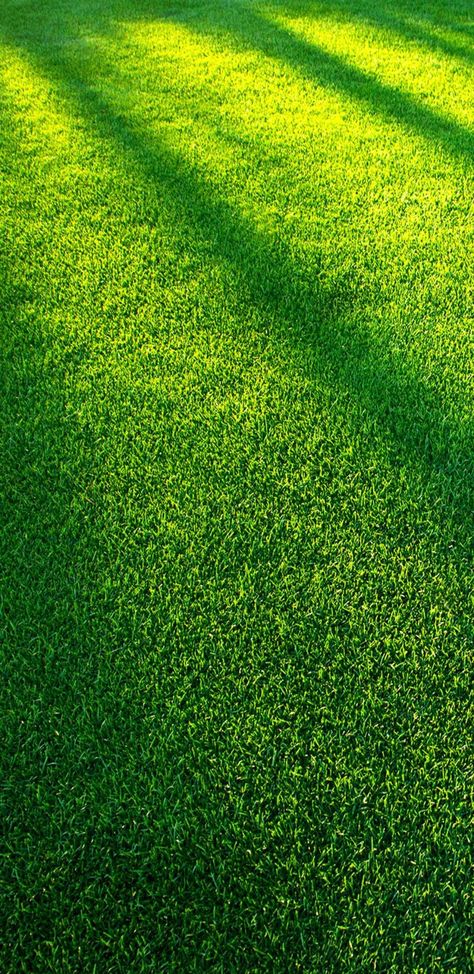 Lawn Aeration, Green Grass Background, Lawn Pests, Grass Background, Grass Wallpaper, Lawn Fertilizer, Photo Background Images, Green Lawn, Green Nature