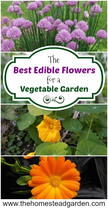 Kebun Herbal, Edible Flowers Recipes, Vegetable Garden Planner, Spring Gardening, Best Edibles, Organic Vegetable Garden, Garden Planner, Garden Types, Wildflower Garden