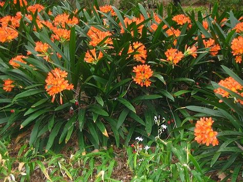 "CLIVIA MINIATA"  Nomes Populares: Clívia, Clívia   Família: Amaryllidaceae   Categoria: Bulbosas, Flores Perenes   Clima: Equatorial, Mediterrâneo, Subtropical, Tropical   Origem: África, África do Sul   Altura: 0.4 a 0.6 metros   Luminosidade: Sol Pleno   Ciclo de Vida: Perene Clivia Miniata, Front Yard Plants, African Plants, Garden Catalogs, Tropical Backyard, Succulent Art, Plant Species, Plant Nursery, Gardening For Kids