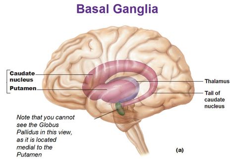 basal ganglia caudate nucleus and putamen and thalamus and tail of caudate nucleus Caudate Nucleus, Brain Anatomy And Function, Pet Ct, Basal Ganglia, Brain Models, Brain Structure, Medical Specialties, White Matter, Brain Anatomy