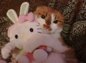 Silly Cats Pictures, Cat Icon, Hello Kitty Plush, Hello Kitty Items, Funny Cute Cats, Silly Cats, Orange Cat, Pretty Cats, White Cat