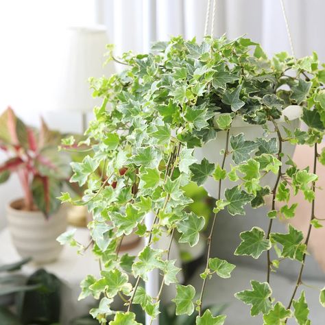 English ivy plant